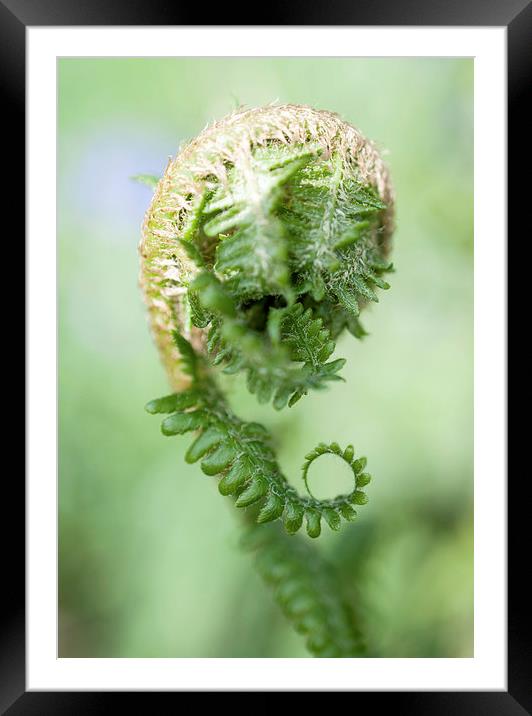 Curled Fern Framed Mounted Print by Laura Witherden