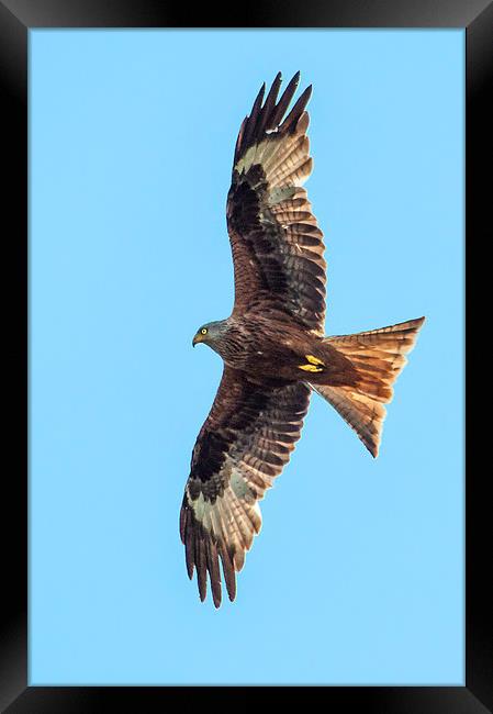 Red Kite Framed Print by Laura Witherden