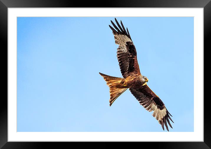Kite in Flight Framed Mounted Print by Laura Witherden