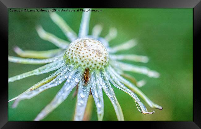 Dandilion Canvas Framed Print by Laura Witherden