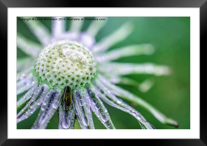 Dandilion Framed Mounted Print by Laura Witherden