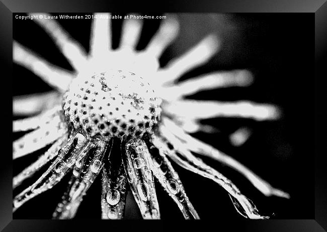 Black and White Dandilion Framed Print by Laura Witherden