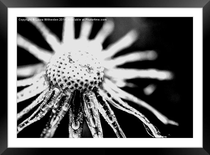 Black and White Dandilion Framed Mounted Print by Laura Witherden