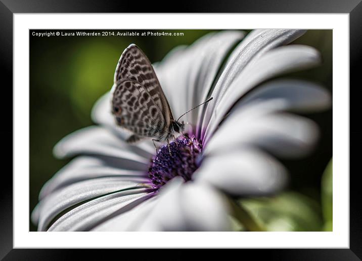 Butterfly Framed Mounted Print by Laura Witherden