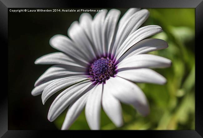 Spanish Daisy Framed Print by Laura Witherden