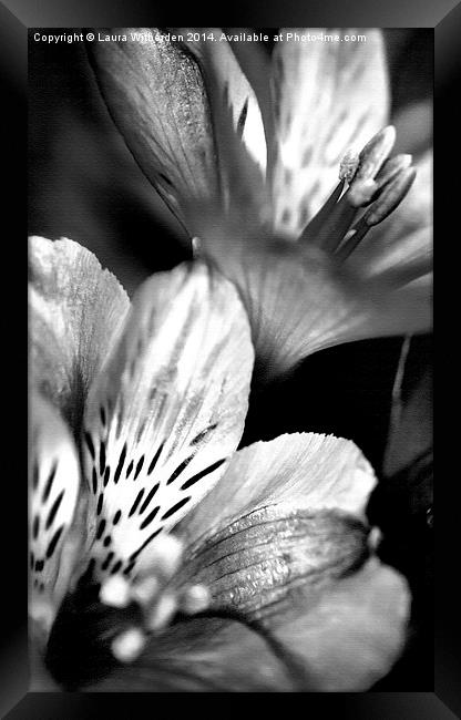 Tigerlily Monochrome Framed Print by Laura Witherden