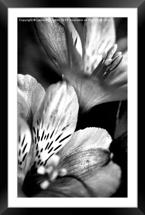Tigerlily Monochrome Framed Mounted Print by Laura Witherden