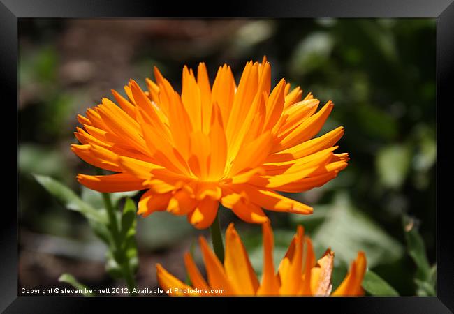 A summers bloom Framed Print by steven bennett