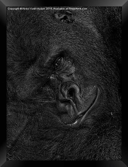 The Smiling Gorilla Framed Print by Abdul Kadir Audah