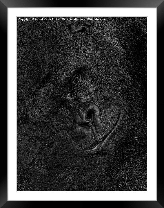 The Smiling Gorilla Framed Mounted Print by Abdul Kadir Audah