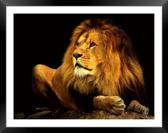 Beauty or the Beast ? Framed Mounted Print by Abdul Kadir Audah