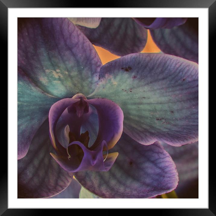 Orchid Framed Mounted Print by Malcolm Smith