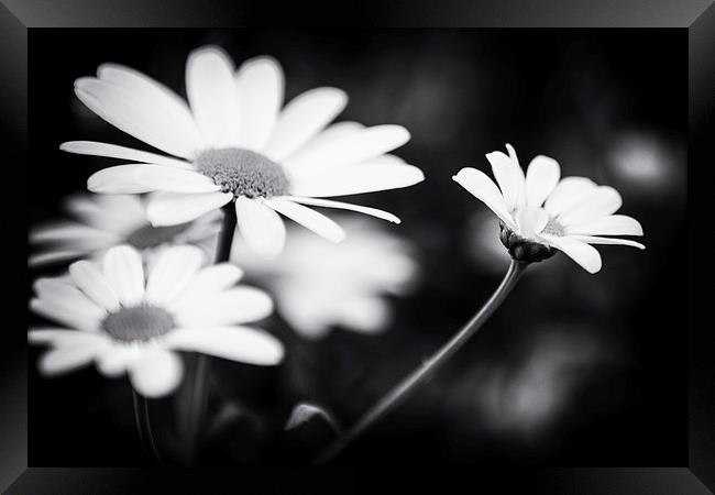 Black and white Daisies Framed Print by Malcolm Smith
