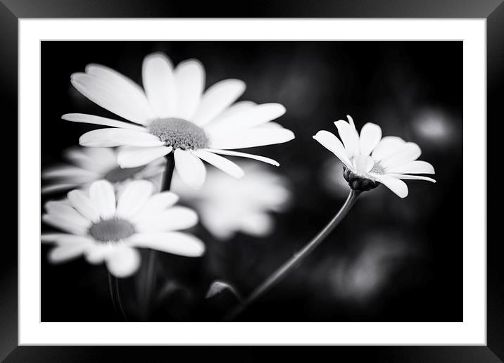 Black and white Daisies Framed Mounted Print by Malcolm Smith