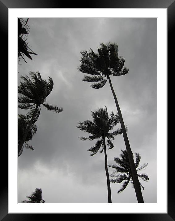 Palm Trees in a Storm Framed Mounted Print by George Oxley