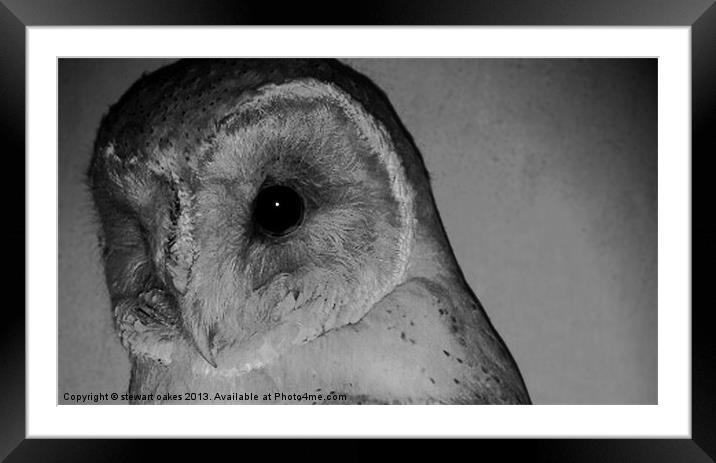 owls collection 5 Framed Mounted Print by stewart oakes