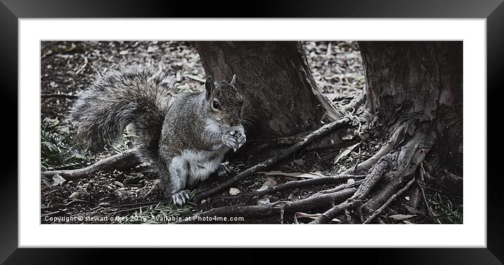 squirrels collection 6 Framed Mounted Print by stewart oakes