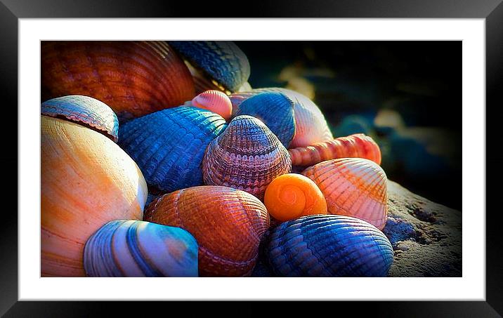 shell island Framed Mounted Print by stewart oakes