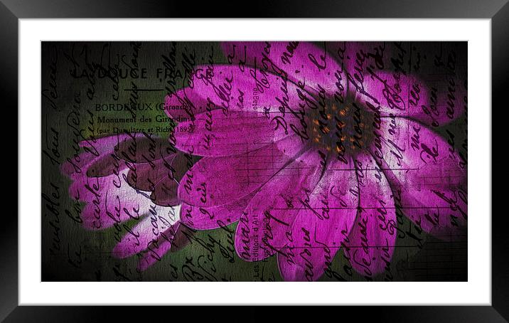 S is for Sorry, F is for Flowers Framed Mounted Print by stewart oakes