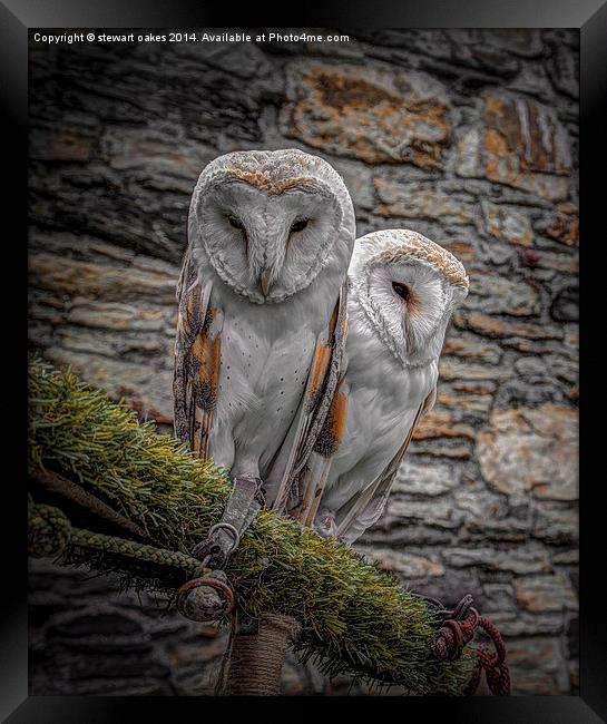Owls in Conwy Framed Print by stewart oakes