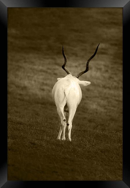 white goat with wavy horns Framed Print by Ilona Manerske