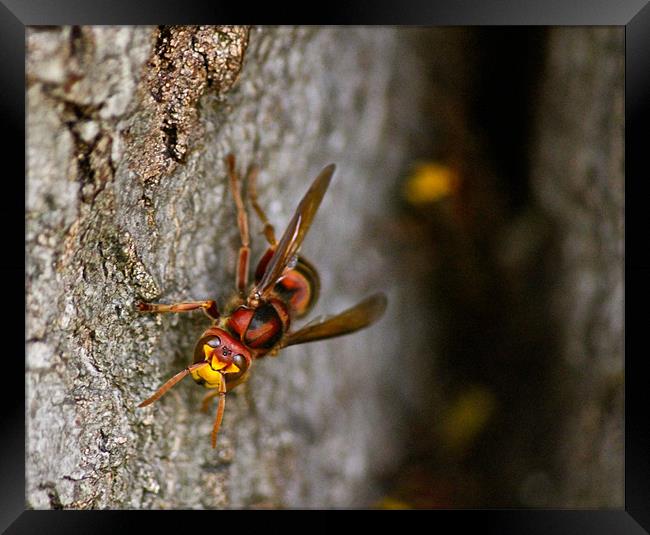 Hornets Nest Framed Print by Richard Rice