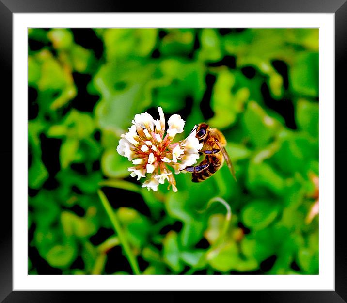 Landing Bee Framed Mounted Print by Richard Rice