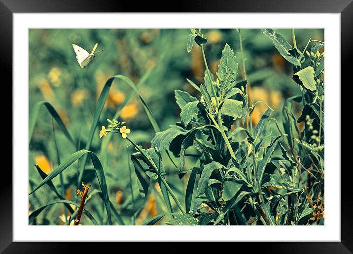 A Butterfly Flies Framed Mounted Print by Richard Rice