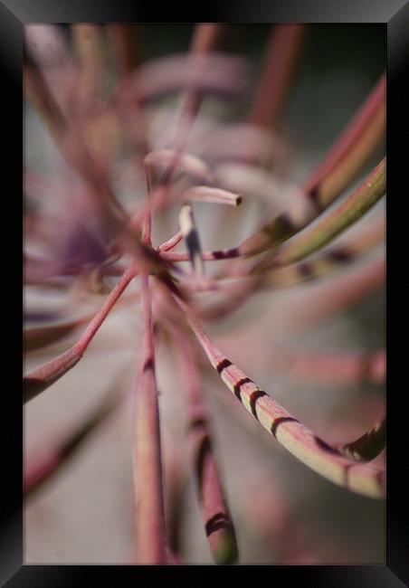 Abstract Flora Framed Print by Amanda Hedges