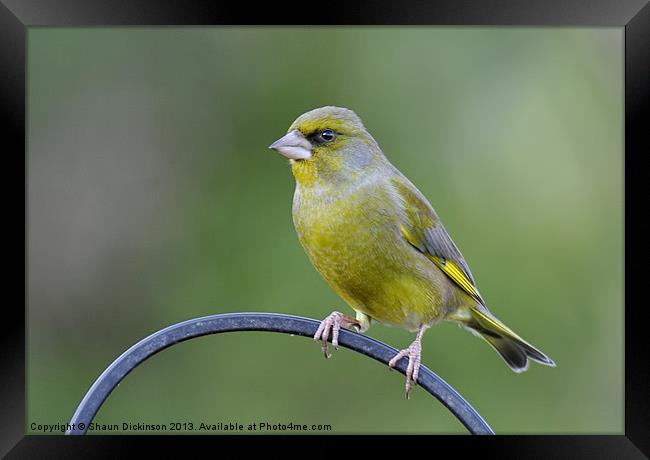 GREENFINCH Framed Print by Shaun Dickinson