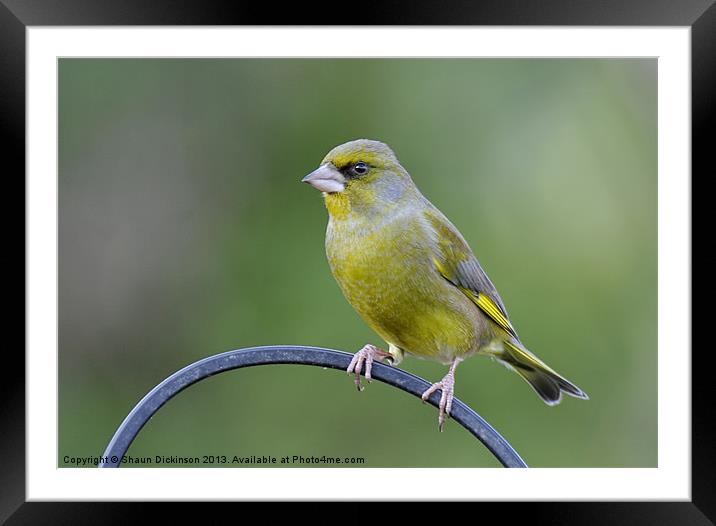 GREENFINCH Framed Mounted Print by Shaun Dickinson