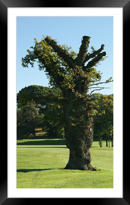 Oak Tree Framed Mounted Print by Philip Needham