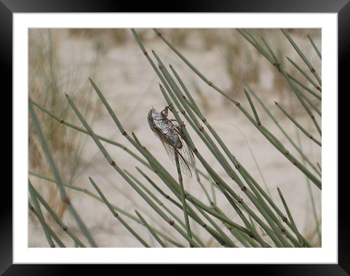 Cicada in the desert Framed Mounted Print by Melody Chernenko