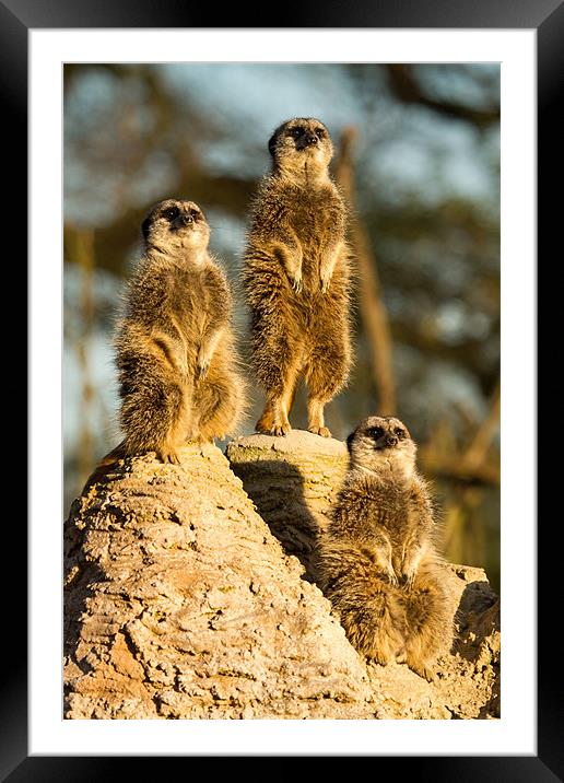 Three wise meerkats Framed Mounted Print by Martin Patten