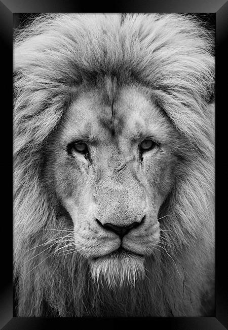 Majestic male white lion Framed Print by Martin Patten