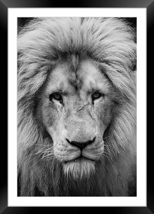 Majestic male white lion Framed Mounted Print by Martin Patten