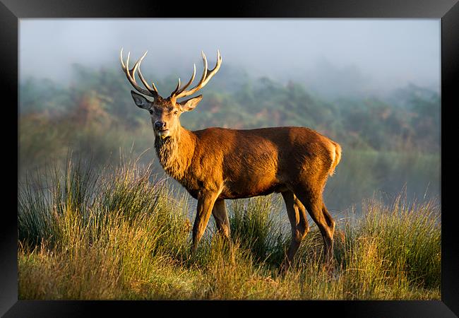 Sunrise Stag Framed Print by Martin Patten