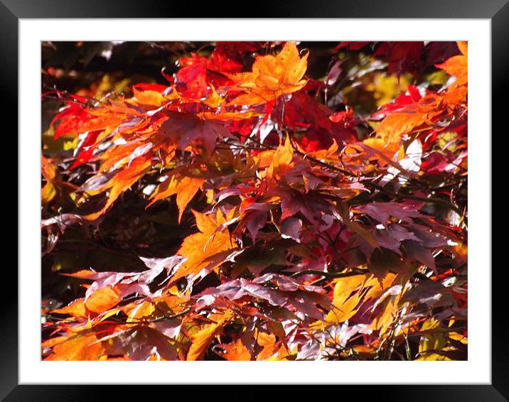 autumn colours Framed Mounted Print by naseem naghizadeh