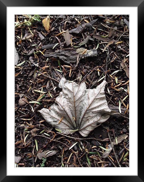 Veins Of Life. Framed Mounted Print by mandy taylor