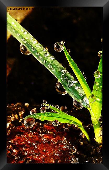 Droplets Framed Print by mandy taylor