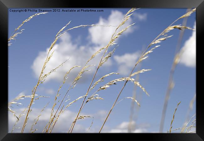 grass and sky_01 Framed Print by Phillip Shannon