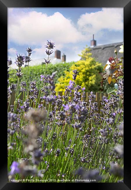 lavendar plant in garden setting Framed Print by Phillip Shannon