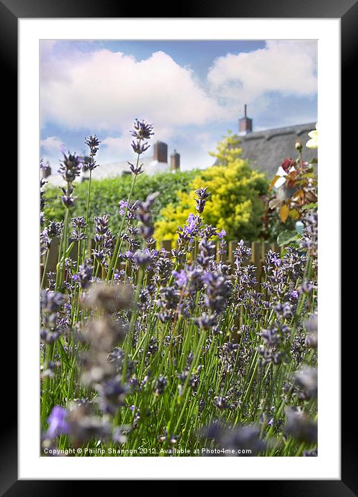 lavendar plant in garden setting Framed Mounted Print by Phillip Shannon