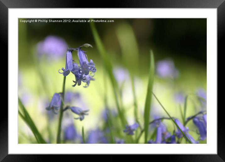 Bluebell in Wood Framed Mounted Print by Phillip Shannon