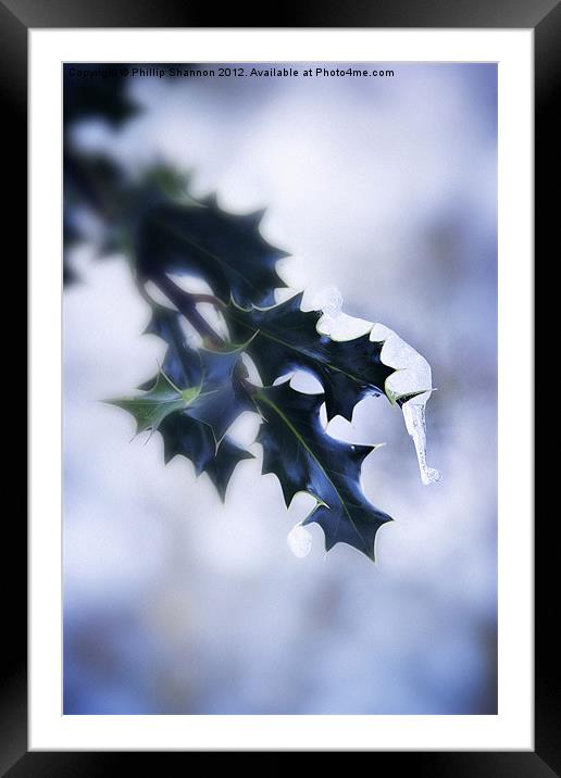 Holly leaf with snow and ice Framed Mounted Print by Phillip Shannon