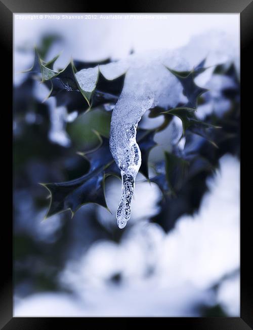 Holly leaf with snow and ice 02 Framed Print by Phillip Shannon