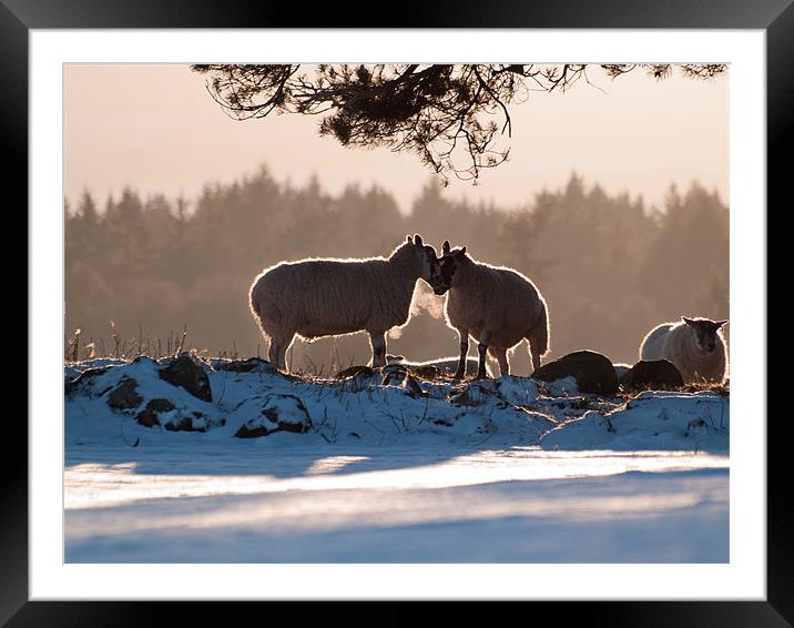 Sheep in Scottish Winter Framed Mounted Print by Louise Bellin