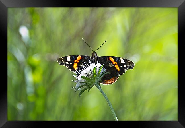Summer Butterfly on a Flower Framed Print by Rob Jones