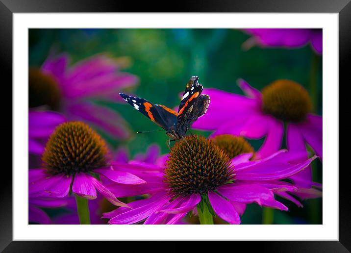 Butterfly on flower - Laycock Abbey Framed Mounted Print by Rob Jones
