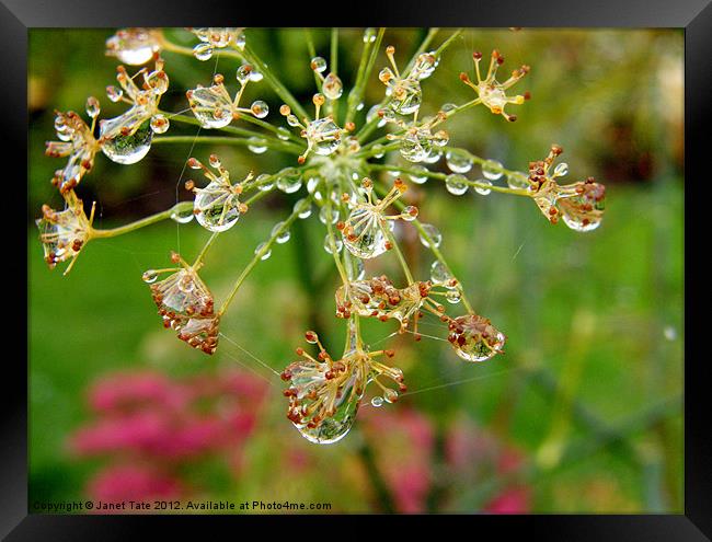 Raindrops on Fennel Head Framed Print by Janet Tate